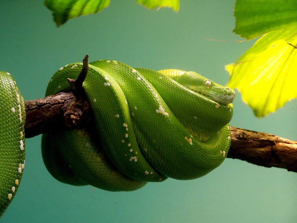 Photo d'un serpent vers enroulé sur une branche