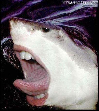 Photo montage d'un requin avec une bouche humaine
