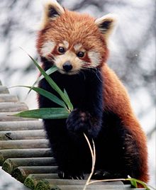 Photo d'un panda roux, ou firefox