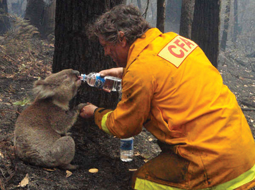 Photo d'un homme donnant à boire à un koala