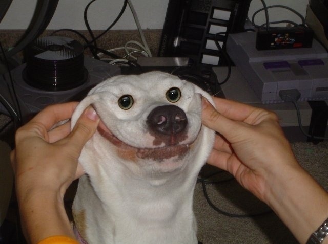 Photo d'un chien dont les lèvres sont retroussées par son maître pour lui donner un air béa
