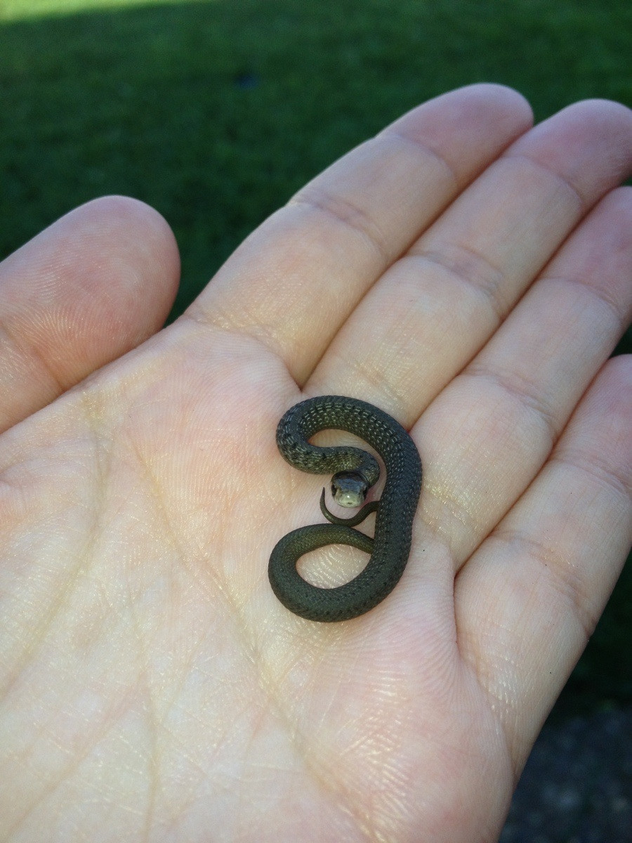 Photo d'un petit serpent qui tient au creux de la main