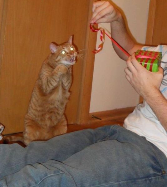 Photo d'un chat devant un cadeau