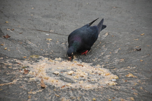 Pigeon mangeant du vomi