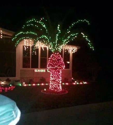 Photo de décorations de noel sur un palmier qui ressemblent a un penis