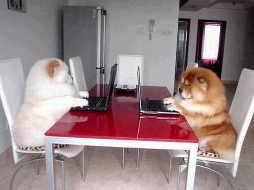 Photo de deux chiens sur des portables