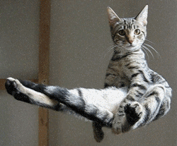 Gif animé d'un chat qui flotte dans les airs