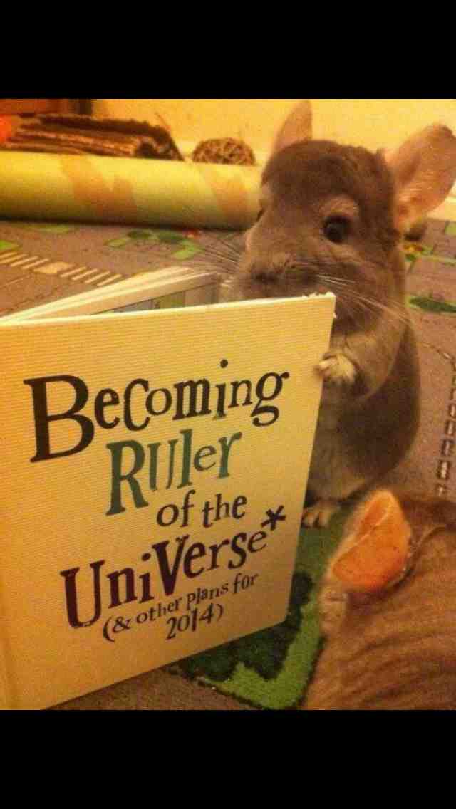 Photo d'un mulo lisant "becoming ruler of the universe"